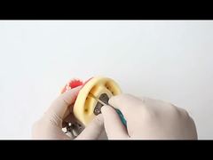 Model Gigi Studi Gigi Sekolah Kedokteran Gigi 28 buah Gigi Dengan Sekrup Model Rahang Restorasi Gigi Untuk Anda