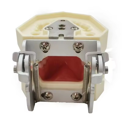 Dental Study Model Gigi Sekolah Gigi 28pcs Gigi Dengan Sekrup Dental Restorasi Jaw Model