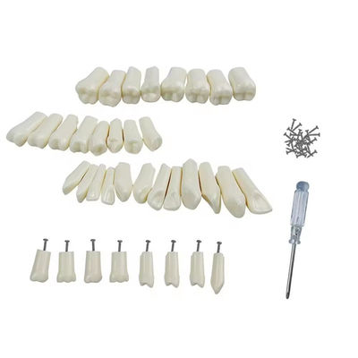 32pcs / Set Gigi Typodont Ganti Gigi Gigi Dental Pelajar Latihan Alat Kekerasan Rasi Gigi