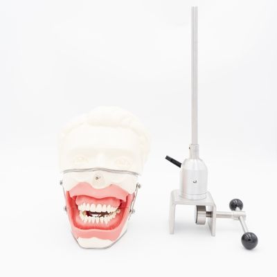 Anestesi Gigi Model Ekstraksi Sekolah Gigi Anestesi Injeksi Pelatihan Model Sistem Simulator Anestesi Oral