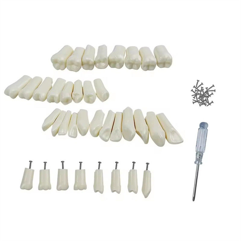 32pcs / Set Gigi Typodont Ganti Gigi Gigi Dental Pelajar Latihan Alat Kekerasan Rasi Gigi