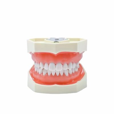 Harga bagus Dental Study Model Gigi Sekolah Gigi 28pcs Gigi Dengan Sekrup Dental Restorasi Jaw Model on line